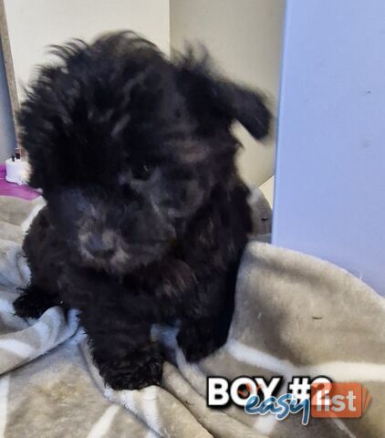 ADORABLE TOY SHOODLE PUPPIES COMING SOON!!!!
