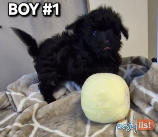 ADORABLE TOY SHOODLE PUPPIES COMING SOON!!!!