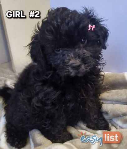 ADORABLE TOY SHOODLE PUPPIES COMING SOON!!!!