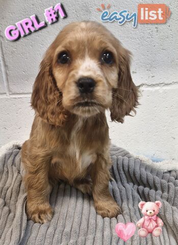 SIMPLY STUNNING PUREBRED COCKER SPANIEL PUPPIES 