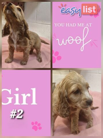 SIMPLY STUNNING PUREBRED COCKER SPANIEL PUPPIES 