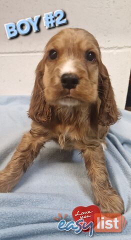 SIMPLY STUNNING PUREBRED COCKER SPANIEL PUPPIES 
