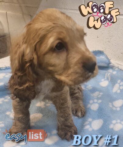 SIMPLY STUNNING PUREBRED COCKER SPANIEL PUPPIES 