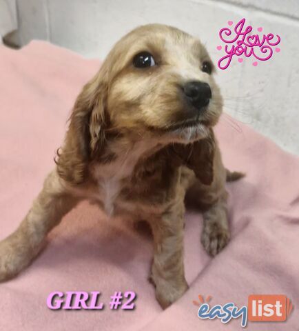 SIMPLY STUNNING PUREBRED COCKER SPANIEL PUPPIES SIMPLY STUNNING PUREBRED COCKER SPANIEL PUPPIES