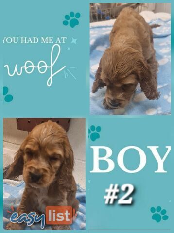 SIMPLY STUNNING PUREBRED COCKER SPANIEL PUPPIES 
