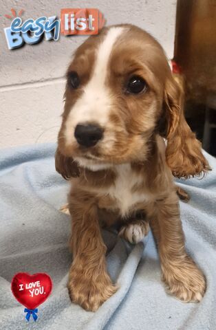 SIMPLY STUNNING PUREBRED COCKER SPANIEL PUPPIES 