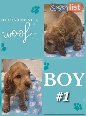 SIMPLY STUNNING PUREBRED COCKER SPANIEL PUPPIES 