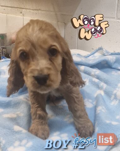 SIMPLY STUNNING PUREBRED COCKER SPANIEL PUPPIES 