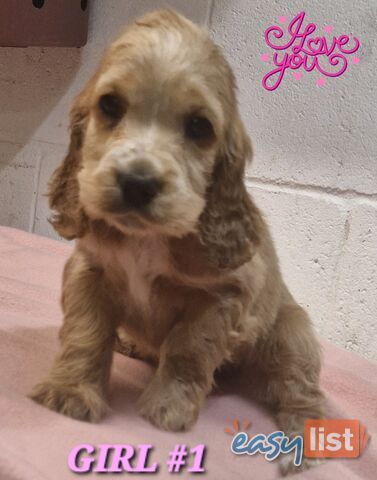 SIMPLY STUNNING PUREBRED COCKER SPANIEL PUPPIES 
