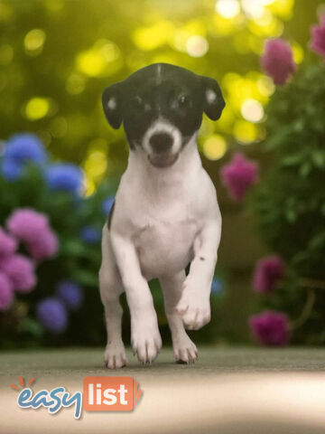 SPUNKY FOXY RUSSELL PUPPIES