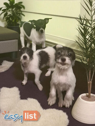 SPUNKY FOXY RUSSELL PUPPIES
