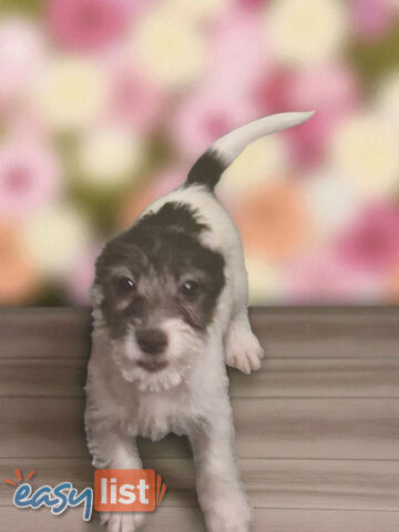 SPUNKY FOXY RUSSELL PUPPIES