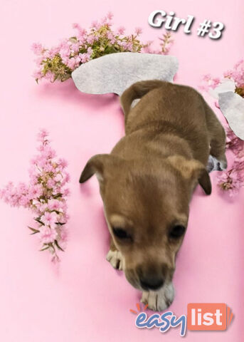 SPUNKY FOXY RUSSELL PUPPIES