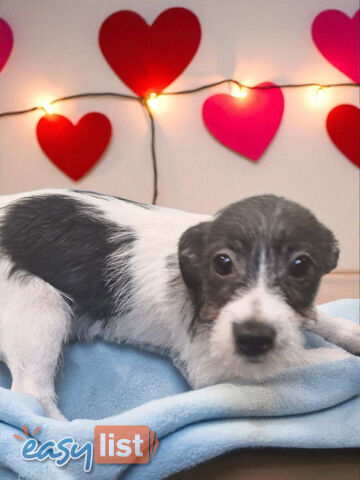 SPUNKY FOXY RUSSELL PUPPIES