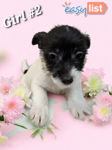 SPUNKY FOXY RUSSELL PUPPIES