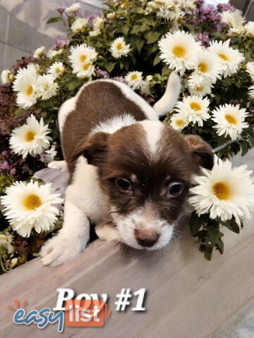 SPUNKY FOXY RUSSELL PUPPIES
