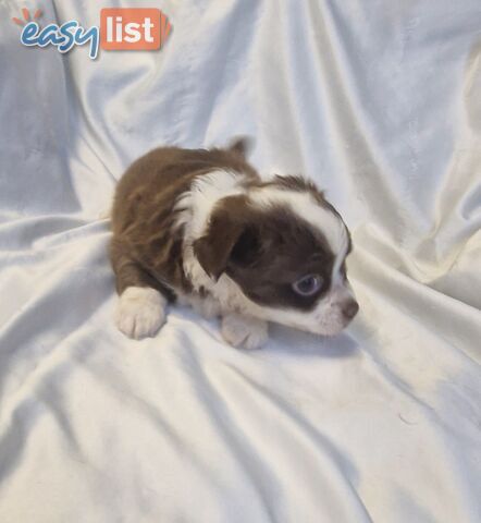 Adorable Poochi Puppies Coming Soon!!!