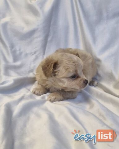 Adorable Poochi Puppies Coming Soon!!!