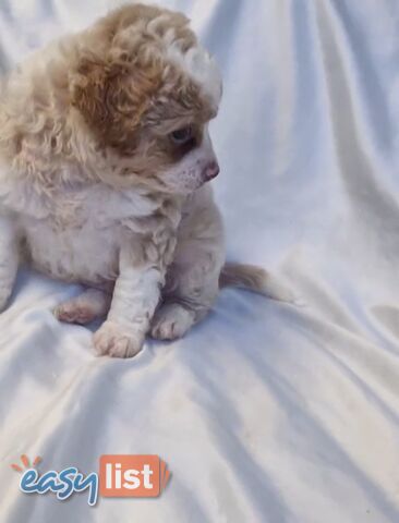 Adorable Poochi Puppies Coming Soon!!!