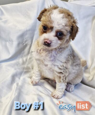 Adorable Poochi Puppies Coming Soon!!!