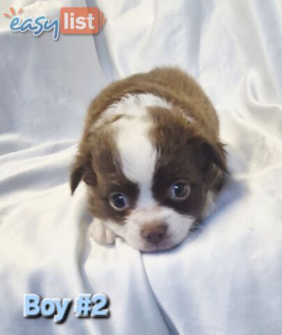 Adorable Poochi Puppies Coming Soon!!!