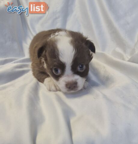 Adorable Poochi Puppies Coming Soon!!!