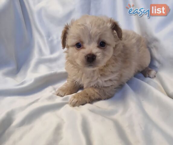 Adorable Poochi Puppies Coming Soon!!!