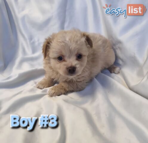 Adorable Poochi Puppies Coming Soon!!!
