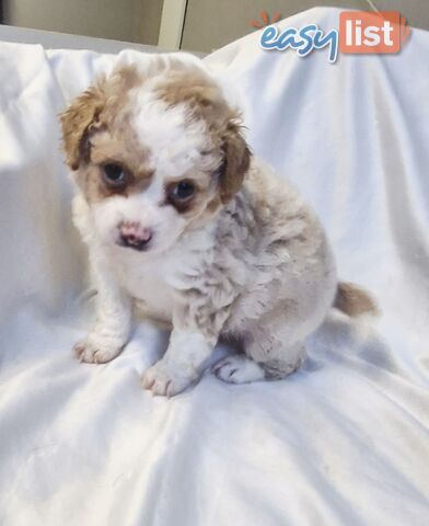 Adorable Poochi Puppies Coming Soon!!!