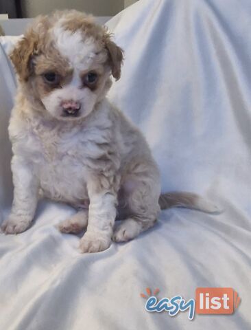 Adorable Poochi Puppies Coming Soon!!!