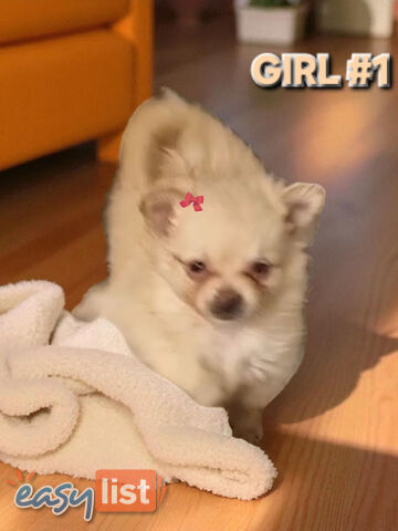GORGEOUS TOY MALTIPOM PUPPIESCOMING SOON!!!
