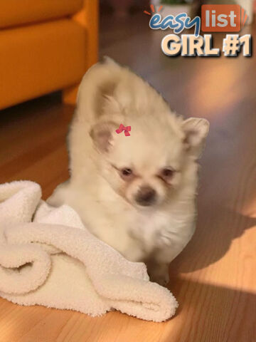 GORGEOUS TOY MALTIPOM PUPPIES