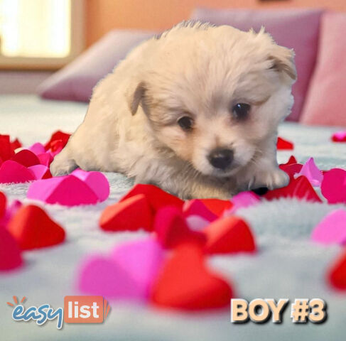 GORGEOUS TOY MALTIPOM PUPPIESCOMING SOON!!!
