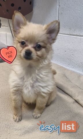 GORGEOUS TOY MALTIPOM PUPPIES