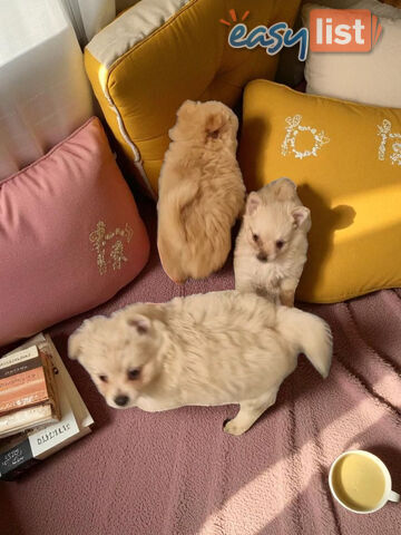 GORGEOUS TOY MALTIPOM PUPPIESCOMING SOON!!!