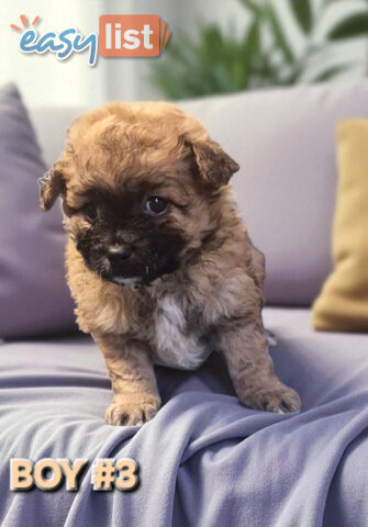 GORGEOUS TOY MALTIPOM PUPPIESCOMING SOON!!!