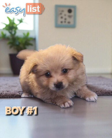 GORGEOUS TOY MALTIPOM PUPPIESCOMING SOON!!!