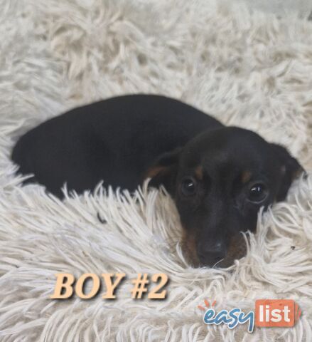 ADORABLE PUREBRED MINIATURE DACHSHUND PUPPIES 