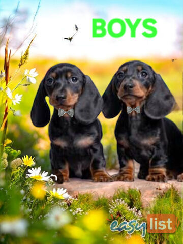 ADORABLE PUREBRED MINIATURE DACHSHUND PUPPIES 