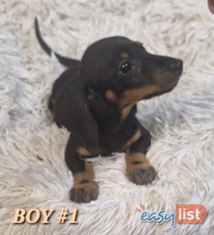 ADORABLE PUREBRED MINIATURE DACHSHUND PUPPIES 