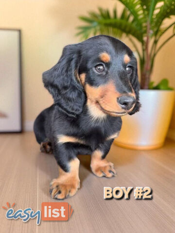 ADORABLE MINI DACHSHUND PUPPIES 
