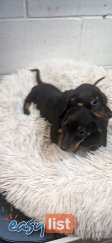 ADORABLE PUREBRED MINIATURE DACHSHUND PUPPIES 