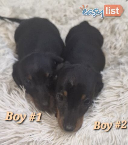 ADORABLE PUREBRED MINIATURE DACHSHUND PUPPIES 