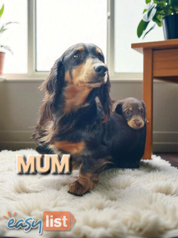 ADORABLE MINI DACHSHUND PUPPIES 