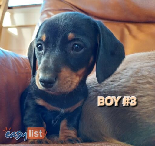 ADORABLE MINI DACHSHUND PUPPIES 
