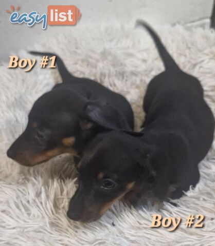 ADORABLE PUREBRED MINIATURE DACHSHUND PUPPIES 
