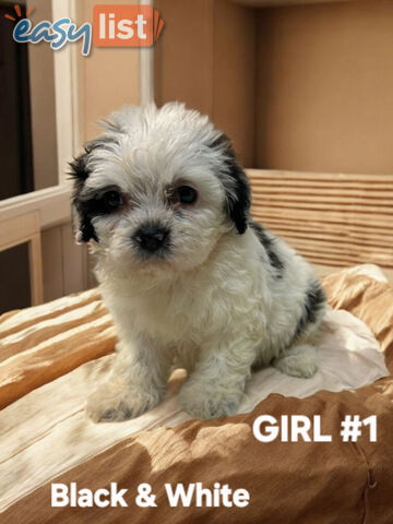BEAUTIFUL SOFT CUDDLY TOY SHOODLE PUPPIES BEAUTIFUL SOFT CUDDLY TOY SHOODLE PUPPIES