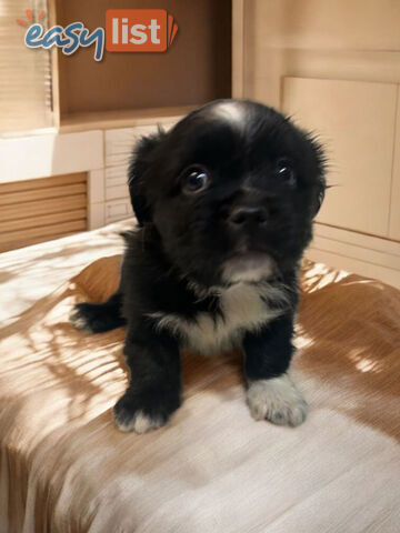 BEAUTIFUL SOFT CUDDLY TOY SHOODLE PUPPIES