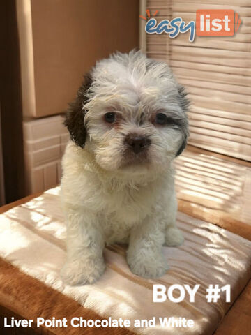 BEAUTIFUL SOFT CUDDLY TOY SHOODLE PUPPIES