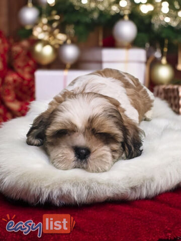 ADORABLE FLUFFY MALTESE X SHIHTZU PUPPIES  READY NOW